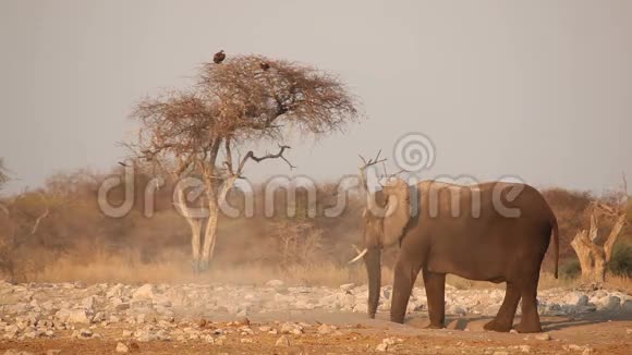 尘土中的非洲象视频的预览图