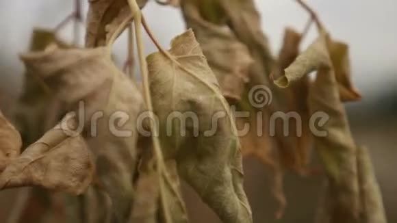 干燥的叶子枫树挂在树枝上的灰色天空秋天的自然视频的预览图