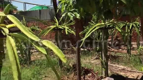 亚洲地区的EXOTIASIRAGONFRUIT亚洲的宽射龙果农场视频的预览图