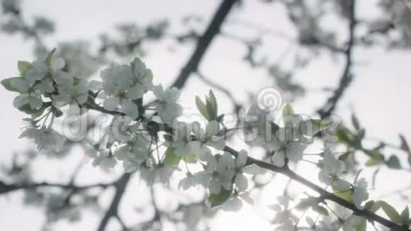 白色樱花树花视频的预览图