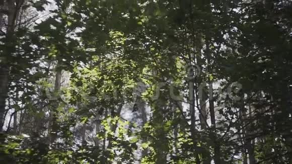在松林中阳光透过树枝和树叶照耀着太阳阳光透过木叶运动太阳视频的预览图