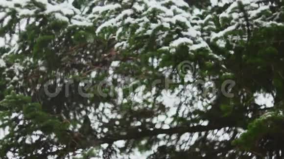 降雪在大自然中01视频的预览图