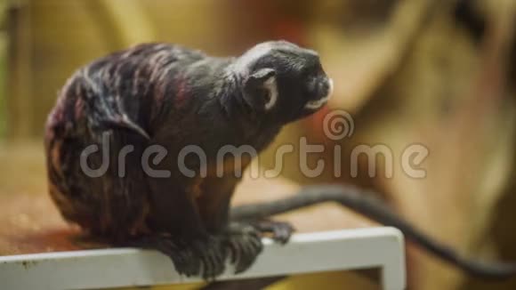 动物园里的小装饰猴子视频的预览图