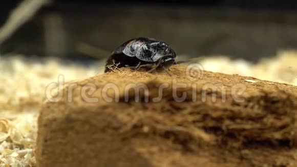 木屑上的昆虫是马达加斯加蟑螂视频的预览图