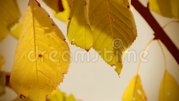 秋天的叶子在风中视频的预览图