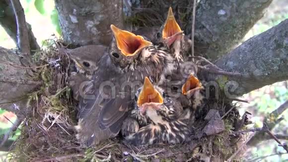 宋画眉TurdusPhilomelos鸟与雏鸟筑巢视频的预览图