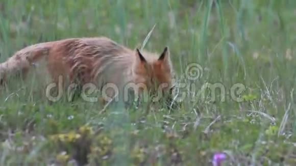 带幼崽的红狐视频的预览图
