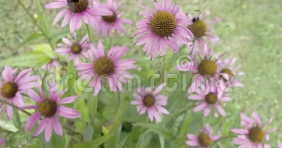 草地上的紫色矢车菊视频的预览图