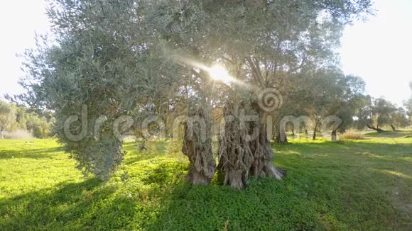 在新的一年里阳光透过温暖的小岛上的一棵老橄榄树的枝照耀视频的预览图