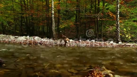 秋山河与亨特比格犬高清镜头视频的预览图