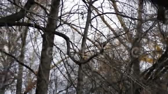 镜头拍摄树木在运动视频的预览图