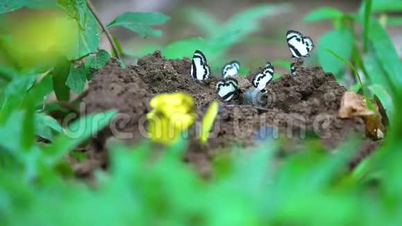 黄蝶吃盐沼中的矿物质视频的预览图