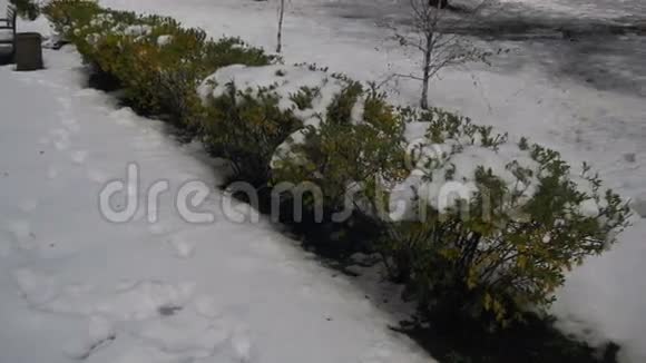 四月天气异常春天公园有绿色的灌木和覆盖着雪的树木视频的预览图
