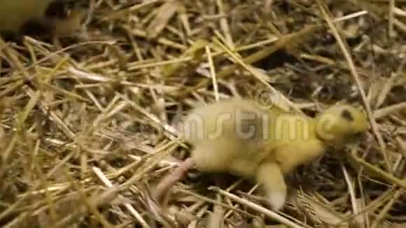小鸭子在农场里跑来跑去视频的预览图