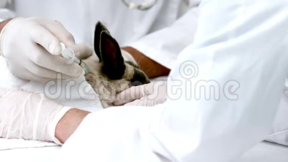 慢动作的兽医在兔子身上注射视频的预览图