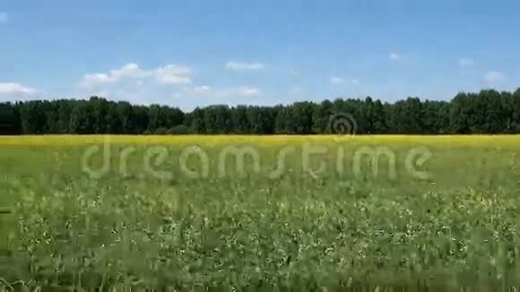 沿着一片盛开的田野前进视频的预览图
