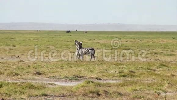 肯尼亚Amboseli公园的Zebras相互修饰视频的预览图