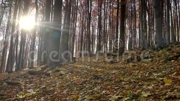 秋天在美丽的山毛榉林中五颜六色的叶子在高大的山毛榉树之间摇动视频的预览图