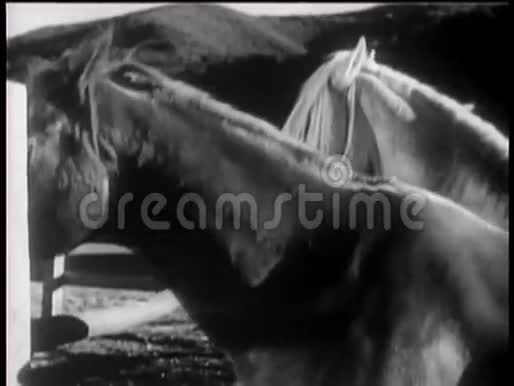 进入畜栏的马和从食槽中饮用的水视频的预览图