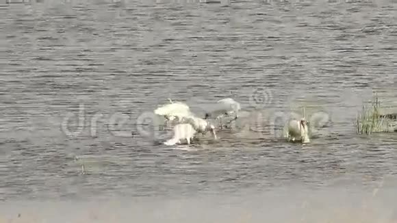 肯尼亚纳库鲁湖的非洲鹭视频的预览图