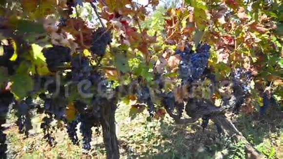 葡萄挂在葡萄园里视频的预览图