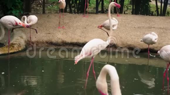 粉红火烈鸟在池塘特写背景模糊视频的预览图