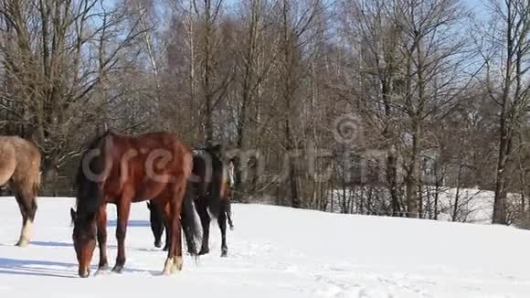 马在草地上玩耍视频的预览图
