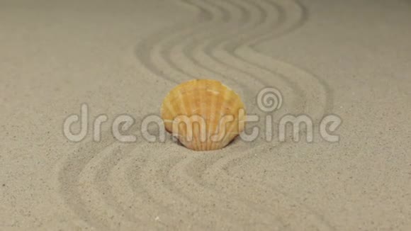 放大美丽的贝壳躺在沙滩上曲折视频的预览图