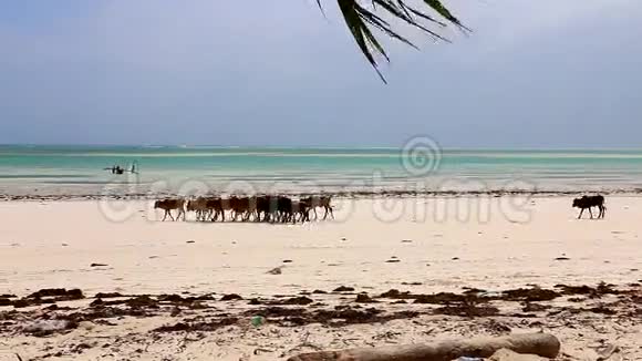 坦桑尼亚海滩上的奶牛视频的预览图