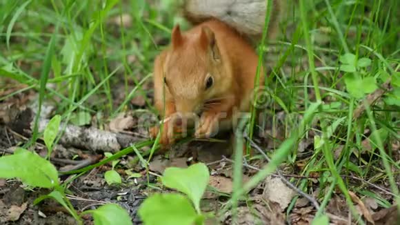 红松鼠在公园里灵巧地啃坚果视频的预览图