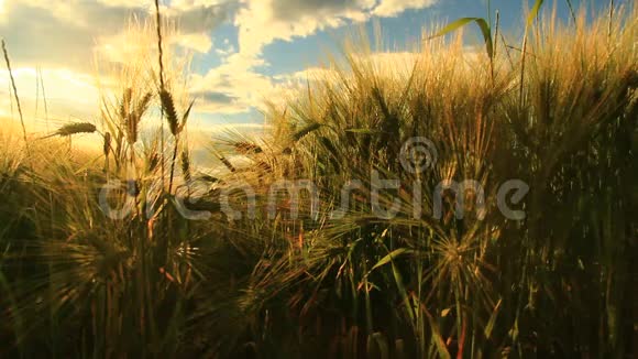 阳光下成熟的大麦视频的预览图