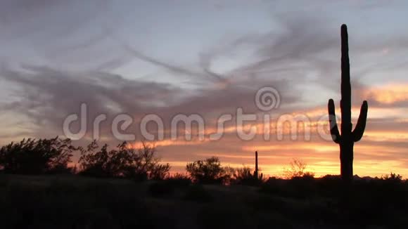 萨加罗仙人掌在春天日落视频的预览图