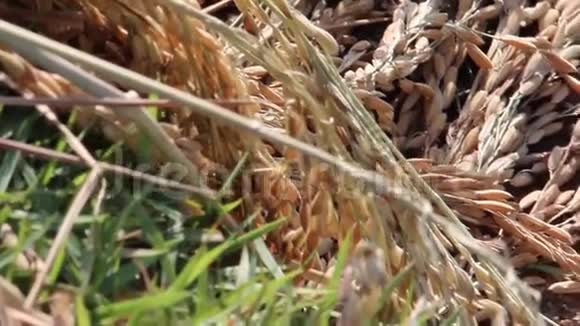 农业ECU在收获的干稻秆和稻粒上缓慢播种视频的预览图