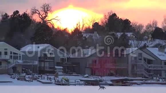 郊狼在冰冻的户外奔跑视频的预览图