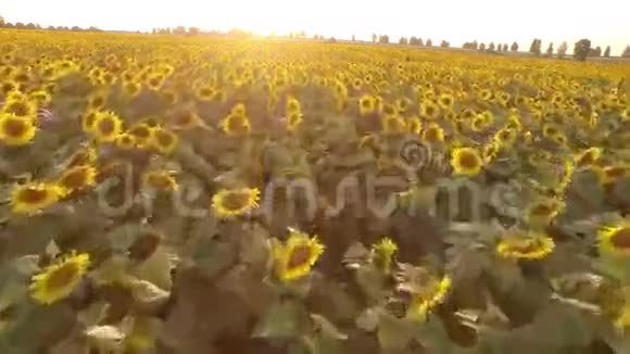田野里盛开着向日葵空中观景上面从上面录像4k视频的预览图