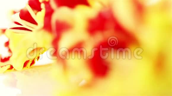 菖蒲红黄花视频的预览图