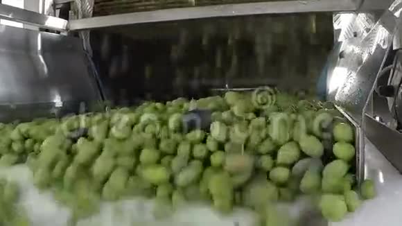 现代油磨中的橄榄清洗过程视频的预览图