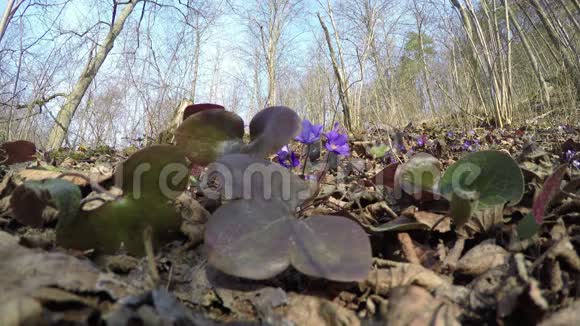 春天的肝苔HepaticaNobilis花4K视频的预览图