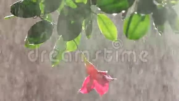 给曼德维利亚植物浇水视频的预览图
