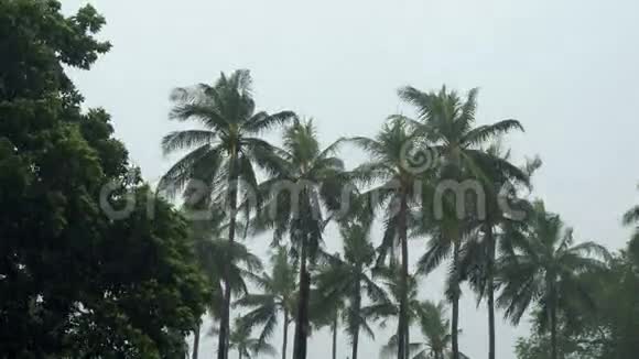 热带雨水下的棕榈树视频的预览图