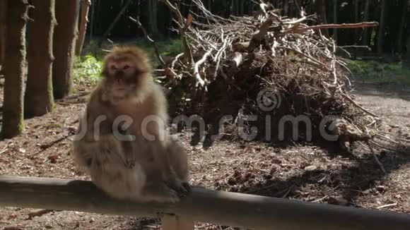 森林里的猴子猕猴视频的预览图