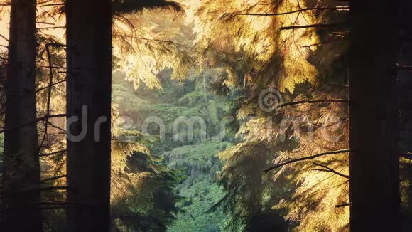 森林树木在傍晚的阳光下发光视频的预览图