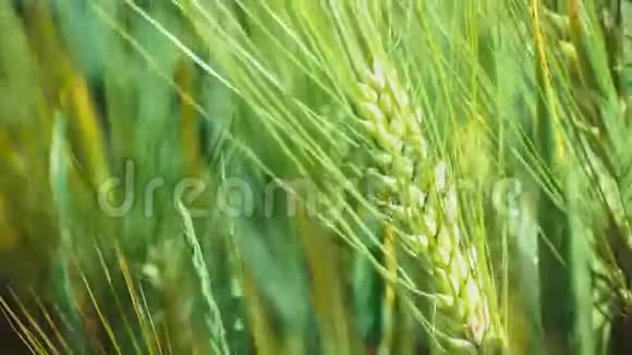 在阳光明媚的日子里小麦会发光在轻微的风上运动视频的预览图