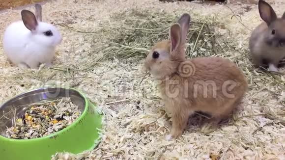 兔子小兔从食槽里吃粮食小兔联系动物园视频的预览图