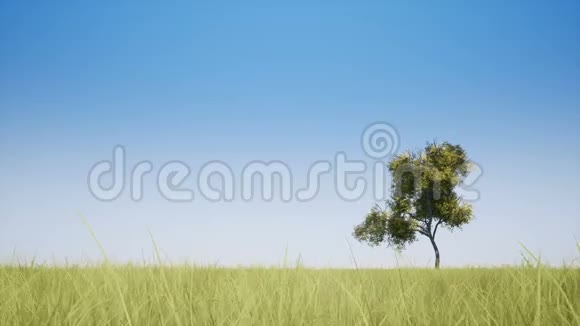 一棵树和一片草地视频的预览图