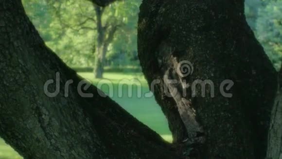 树丛公园托斯卡纳夏季日落意大利视频的预览图
