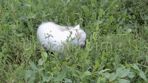 可爱的白色小猫在草坪上视频的预览图