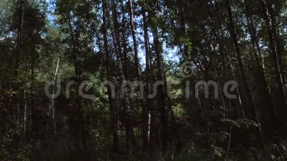 在绿色森林中平稳运动视频的预览图