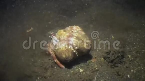 巨蟹座隐士士兵螃蟹帕古里亚跑得最底视频的预览图