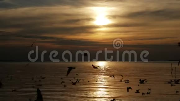 海鸥鸟在夕阳的海面上飞翔视频的预览图